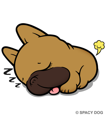Sleeping french bulldog Fawn