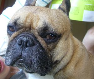 アンニュイな顔