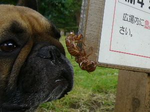 今年一番の抜け殻