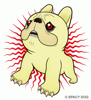 バッドフレンチィ-フレンチブルドッグ