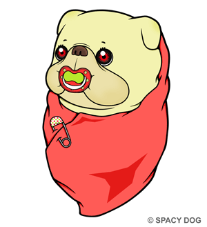 フレンチブルドッグの赤ちゃん ベイビーフレンチィ