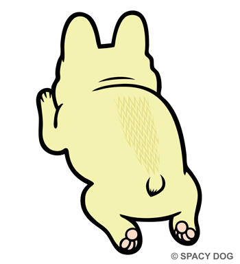 フレンチブルドッグのカエル泳ぎ