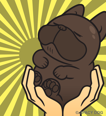 Sleeping French bulldog in hands