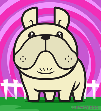 French bulldog Cream