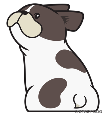 French Bulldog Sitting and Looking back