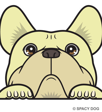 French Bulldog Peeking