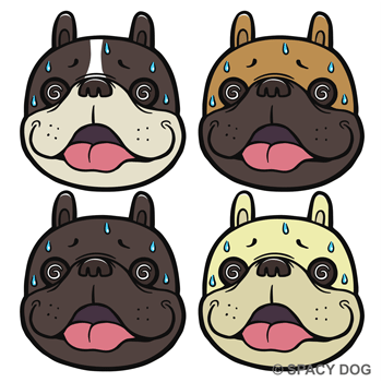 Excited French Bulldog