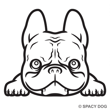 French Bulldog lying down