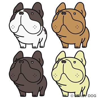 French Bulldog poker faced